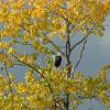 Around Fraser Lake